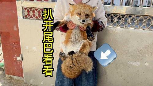 国产狐狸尾巴在线看,探寻神秘国风动画的魅力之旅